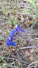 Delphinium bicolor