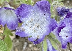 Phacelia davidsonii