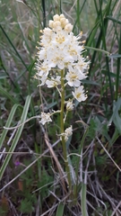 Toxicoscordion venenosum