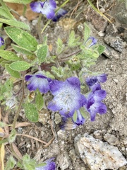 Phacelia davidsonii