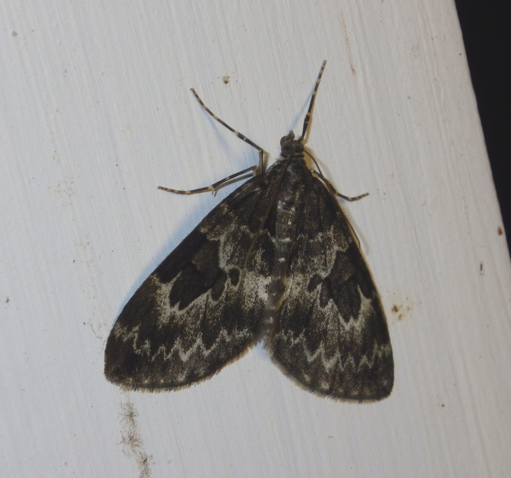 Thera variata