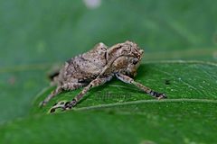 Pterolophia consularis