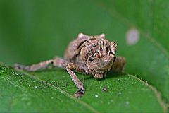 Pterolophia consularis