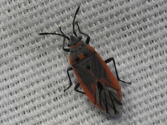 Melacoryphus nigrinervis