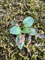 Micranthes rhomboidea