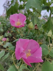 Hibiscus mutabilis
