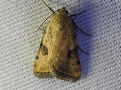 Micrathetis costiplaga
