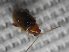 Glyptina