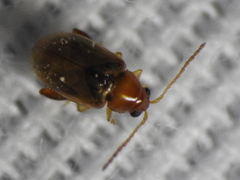Glyptina