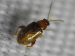 Glyptina