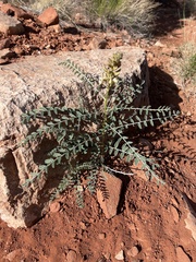 Peteria thompsoniae