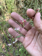 Clarkia springvillensis