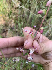 Clarkia springvillensis