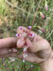 Clarkia springvillensis