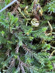 Selaginella underwoodii
