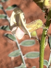 Peteria thompsoniae