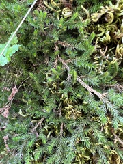 Selaginella underwoodii
