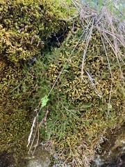 Selaginella underwoodii