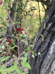 Clarkia springvillensis