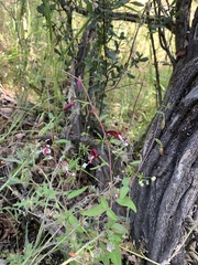 Clarkia springvillensis