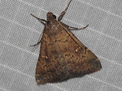 Hypenula cacuminalis