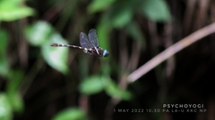 Macromia cupricincta