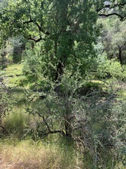 Clarkia springvillensis
