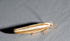 Catoryctis subparallela