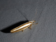 Catoryctis subparallela