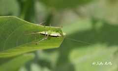 Conocephalus leptopterus