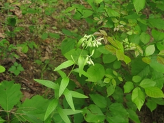 Lithospermum subsetosum
