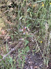 Clarkia springvillensis