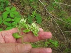 Lithospermum subsetosum