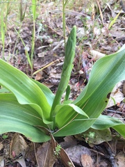 Platanthera elongata