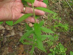 Lithospermum subsetosum