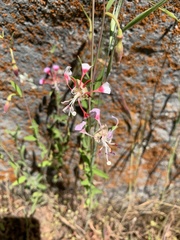 Clarkia springvillensis