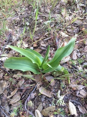 Platanthera elongata