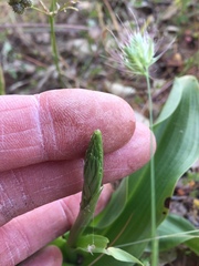 Platanthera elongata