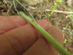 Lithospermum subsetosum