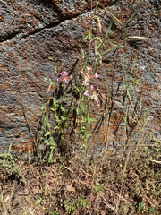 Clarkia springvillensis