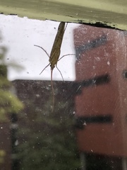 Nemotaulius hostilis