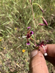 Clarkia springvillensis