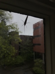 Nemotaulius hostilis