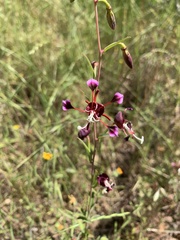 Clarkia springvillensis