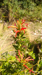 Siphocampylus foliosus