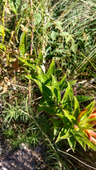 Siphocampylus foliosus