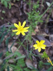 Ranunculus canus canus