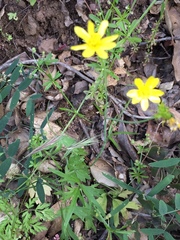 Ranunculus canus canus