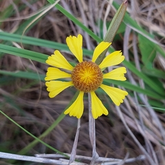 Helenium brevifolium