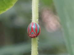 Hemisphaerius formosus